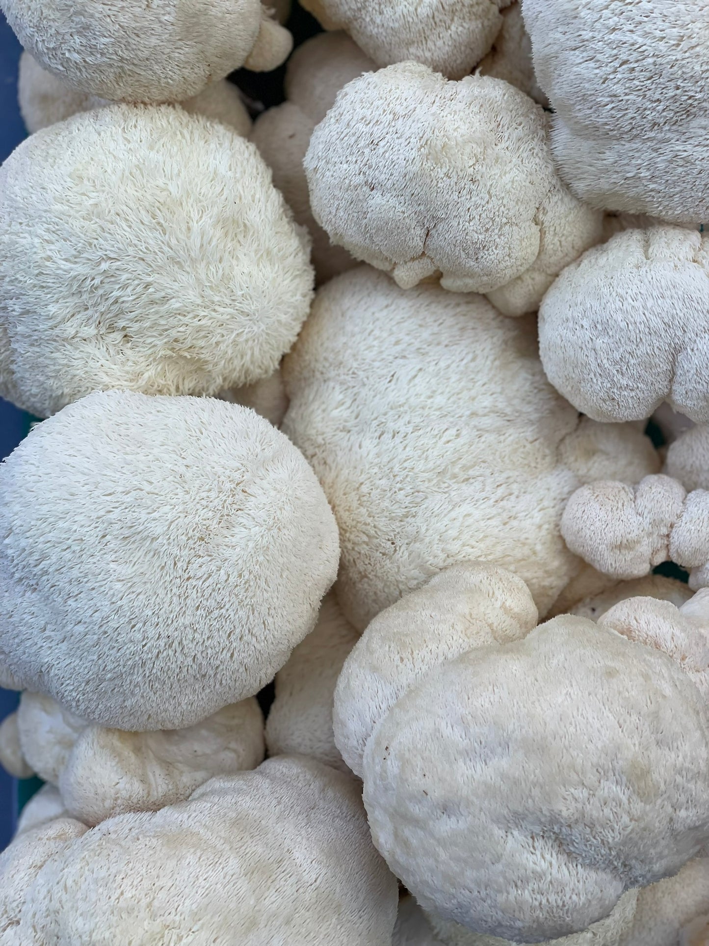 Lion's Mane Powder: 100% Farm-Grown in Australia (100g)