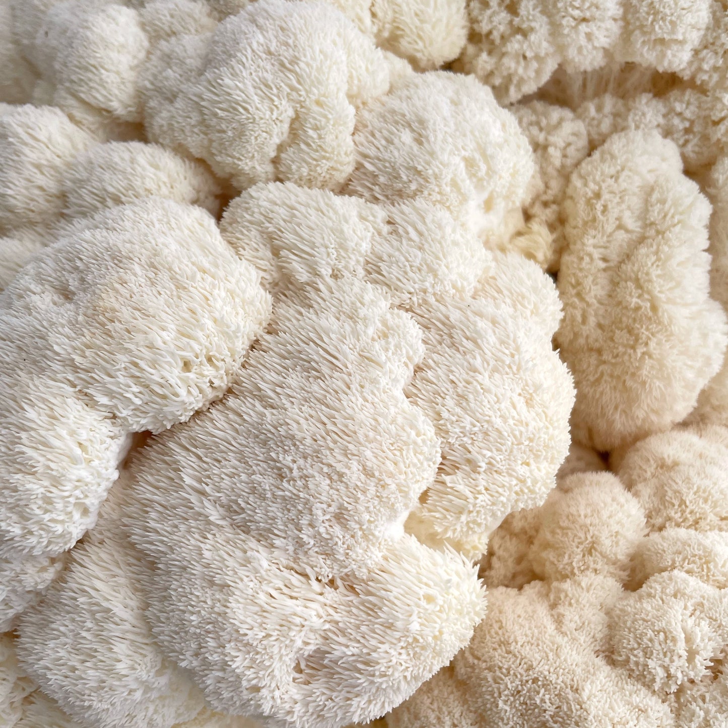 Lion's Mane Capsules: 100% Farm-Grown in Australia